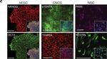 Rabbit IgG (H+L) Highly Cross-Adsorbed Secondary Antibody in Immunocytochemistry (ICC/IF)