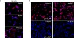 Rabbit IgG (H+L) Highly Cross-Adsorbed Secondary Antibody in Immunocytochemistry (ICC/IF)