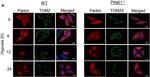 Rabbit IgG (H+L) Highly Cross-Adsorbed Secondary Antibody in Immunocytochemistry (ICC/IF)