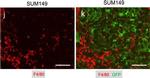 Rat IgG (H+L) Cross-Adsorbed Secondary Antibody in Immunohistochemistry (Frozen) (IHC (F))