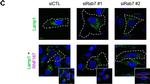 Rabbit IgG (H+L) Cross-Adsorbed Secondary Antibody in Immunocytochemistry (ICC/IF)