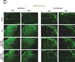 Guinea Pig IgG (H+L) Highly Cross-Adsorbed Secondary Antibody in Immunohistochemistry (PFA fixed) (IHC (PFA))