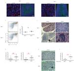 AIRE Antibody in Immunocytochemistry, Flow Cytometry (ICC/IF, Flow)