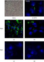 Mouse IgM (Heavy chain) Cross-Adsorbed Secondary Antibody in Immunohistochemistry (IHC)