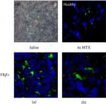 Mouse IgM (Heavy chain) Cross-Adsorbed Secondary Antibody in Immunohistochemistry (IHC)