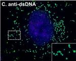 Mouse IgM (Heavy chain) Cross-Adsorbed Secondary Antibody in Immunocytochemistry (ICC/IF)