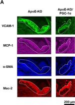 Mouse IgM (Heavy chain) Cross-Adsorbed Secondary Antibody in Immunohistochemistry (Frozen) (IHC (F))