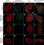 Mouse IgM (Heavy chain) Cross-Adsorbed Secondary Antibody in Immunocytochemistry (ICC/IF)