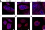 Mouse IgM (Heavy chain) Cross-Adsorbed Secondary Antibody in Immunocytochemistry (ICC/IF)