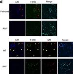 Mouse IgM (Heavy chain) Cross-Adsorbed Secondary Antibody in Immunohistochemistry (Paraffin) (IHC (P))