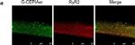 Mouse IgG (H+L) Highly Cross-Adsorbed Secondary Antibody in Immunocytochemistry (ICC/IF)