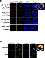 Rabbit IgG (H+L) Highly Cross-Adsorbed Secondary Antibody in Immunocytochemistry (ICC/IF)