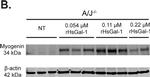 Mouse IgG (H+L) Highly Cross-Adsorbed Secondary Antibody in Western Blot (WB)