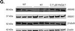 Mouse IgG (H+L) Highly Cross-Adsorbed Secondary Antibody in Western Blot (WB)