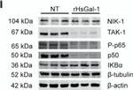 Mouse IgG (H+L) Highly Cross-Adsorbed Secondary Antibody in Western Blot (WB)