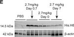 Mouse IgG (H+L) Highly Cross-Adsorbed Secondary Antibody in Western Blot (WB)