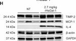 Mouse IgG (H+L) Highly Cross-Adsorbed Secondary Antibody in Western Blot (WB)