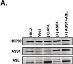 Rabbit IgG (H+L) Highly Cross-Adsorbed Secondary Antibody in Western Blot (WB)