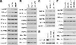 Actin Antibody in Western Blot (WB)