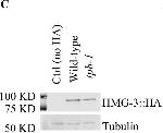 Rabbit IgG (H+L) Highly Cross-Adsorbed Secondary Antibody in Western Blot (WB)