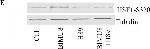 Rabbit IgG (H+L) Highly Cross-Adsorbed Secondary Antibody in Western Blot (WB)