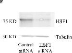 Rabbit IgG (H+L) Highly Cross-Adsorbed Secondary Antibody in Western Blot (WB)