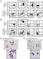 CD24 Antibody in Flow Cytometry (Flow)