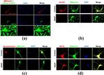 Rabbit IgG (H+L) Cross-Adsorbed Secondary Antibody in Immunocytochemistry (ICC/IF)