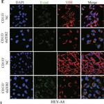 Mouse IgG1 Cross-Adsorbed Secondary Antibody in Immunocytochemistry (ICC/IF)