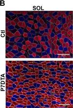 Mouse IgG1 Cross-Adsorbed Secondary Antibody in Immunohistochemistry (Frozen) (IHC (F))