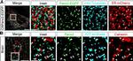 Mouse IgG2a Cross-Adsorbed Secondary Antibody in Immunohistochemistry (Frozen) (IHC (F))