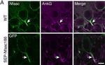 Mouse IgG2a Cross-Adsorbed Secondary Antibody in Immunocytochemistry (ICC/IF)