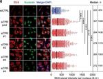 Mouse IgG (H+L) Cross-Adsorbed Secondary Antibody in Immunocytochemistry (ICC/IF)