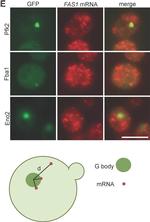 Mouse IgG (H+L) Highly Cross-Adsorbed Secondary Antibody in Immunocytochemistry (ICC/IF)