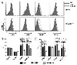 CD80 (B7-1) Antibody in Flow Cytometry (Flow)