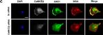 Mouse IgG (H+L) Highly Cross-Adsorbed Secondary Antibody in Immunocytochemistry (ICC/IF)