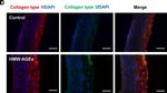 Rabbit IgG (H+L) Cross-Adsorbed Secondary Antibody in Immunohistochemistry (IHC)