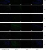 Mouse IgG (H+L) Highly Cross-Adsorbed Secondary Antibody in Immunohistochemistry (Paraffin) (IHC (P))