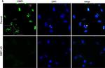 Mouse IgG (H+L) Highly Cross-Adsorbed Secondary Antibody in Immunocytochemistry (ICC/IF)