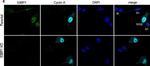 Mouse IgG (H+L) Highly Cross-Adsorbed Secondary Antibody in Immunocytochemistry (ICC/IF)