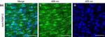 Rabbit IgG (H+L) Highly Cross-Adsorbed Secondary Antibody in Immunocytochemistry (ICC/IF)