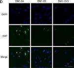 Rabbit IgG (H+L) Highly Cross-Adsorbed Secondary Antibody in Immunocytochemistry (ICC/IF)