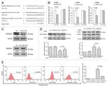 CD11b (activation epitope) Antibody in Flow Cytometry (Flow)