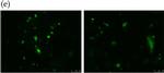 Rabbit IgG (H+L) Highly Cross-Adsorbed Secondary Antibody in Immunocytochemistry (ICC/IF)