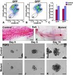 CD24 Antibody in Flow Cytometry (Flow)