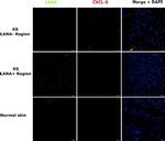 Rat IgG (H+L) Highly Cross-Adsorbed Secondary Antibody in Immunohistochemistry (Paraffin) (IHC (P))