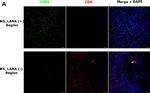 Rat IgG (H+L) Highly Cross-Adsorbed Secondary Antibody in Immunohistochemistry (Paraffin) (IHC (P))