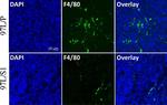 Rat IgG (H+L) Highly Cross-Adsorbed Secondary Antibody in Immunohistochemistry (Paraffin) (IHC (P))