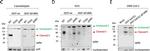 Rabbit IgG (H+L) Cross-Adsorbed Secondary Antibody in Western Blot (WB)