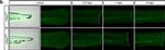Rat IgM (Heavy chain) Cross-Adsorbed Secondary Antibody in Immunohistochemistry (IHC)